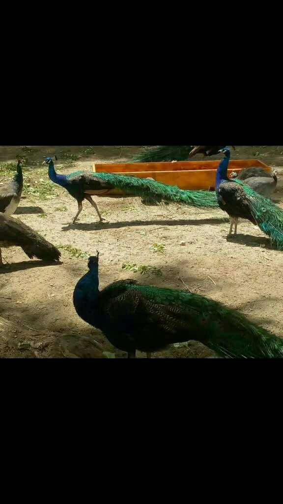 拉萨市曲水县动物园.