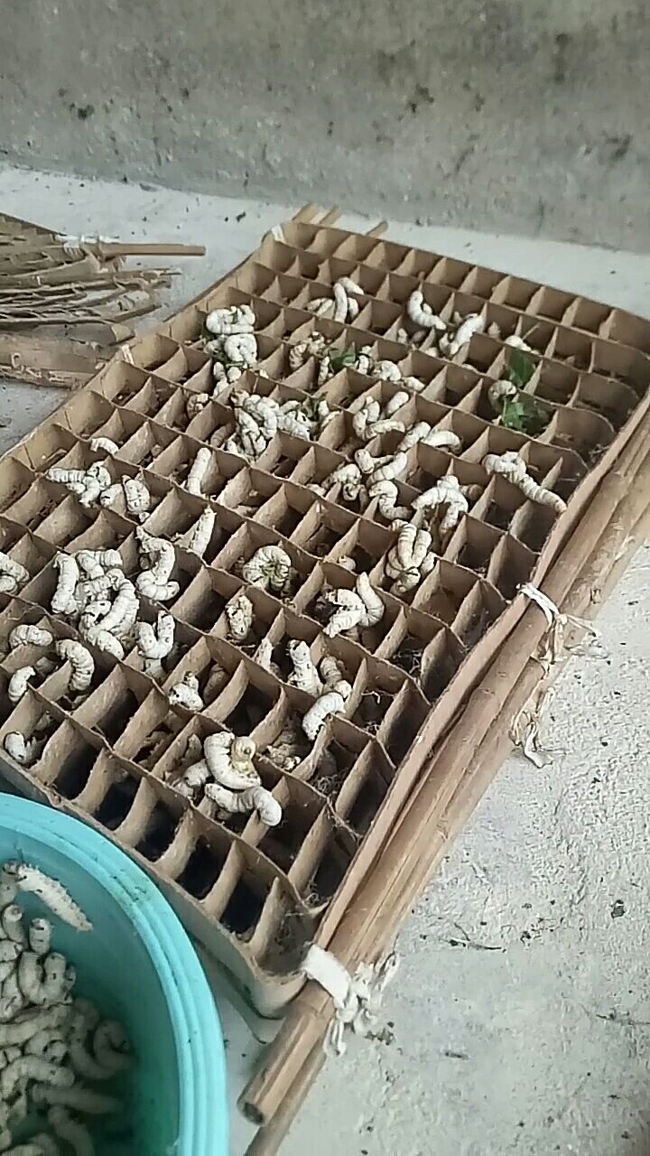 蚕宝宝,作茧吐丝啦!