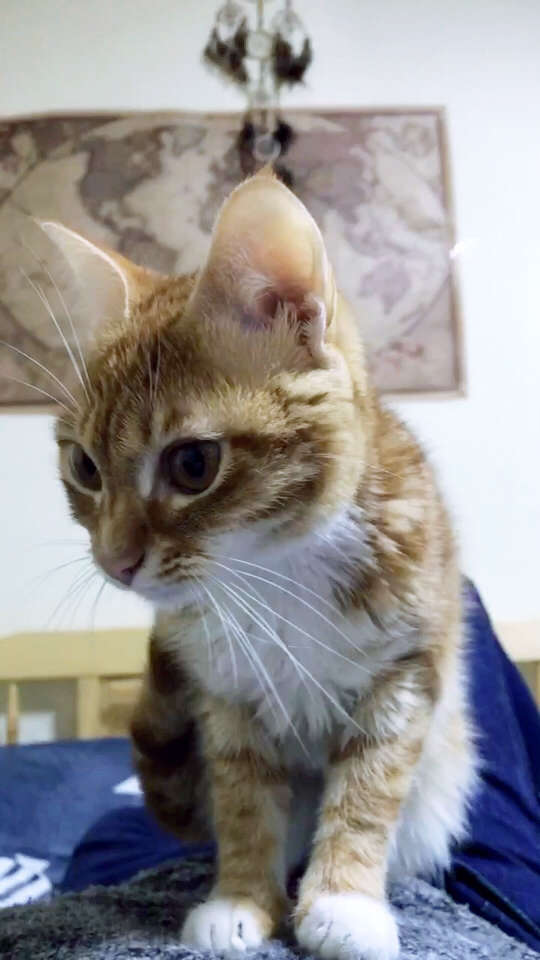 下班回家后猫主子竟然鬼步舞上身?