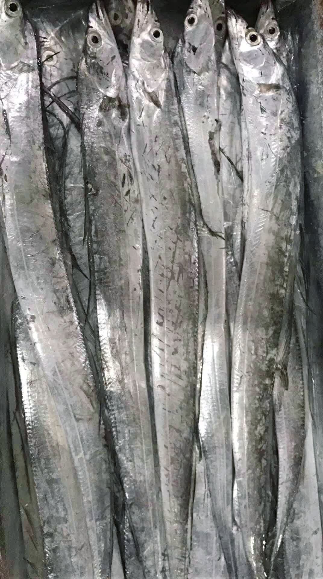 纯野生纯舟山带鱼!