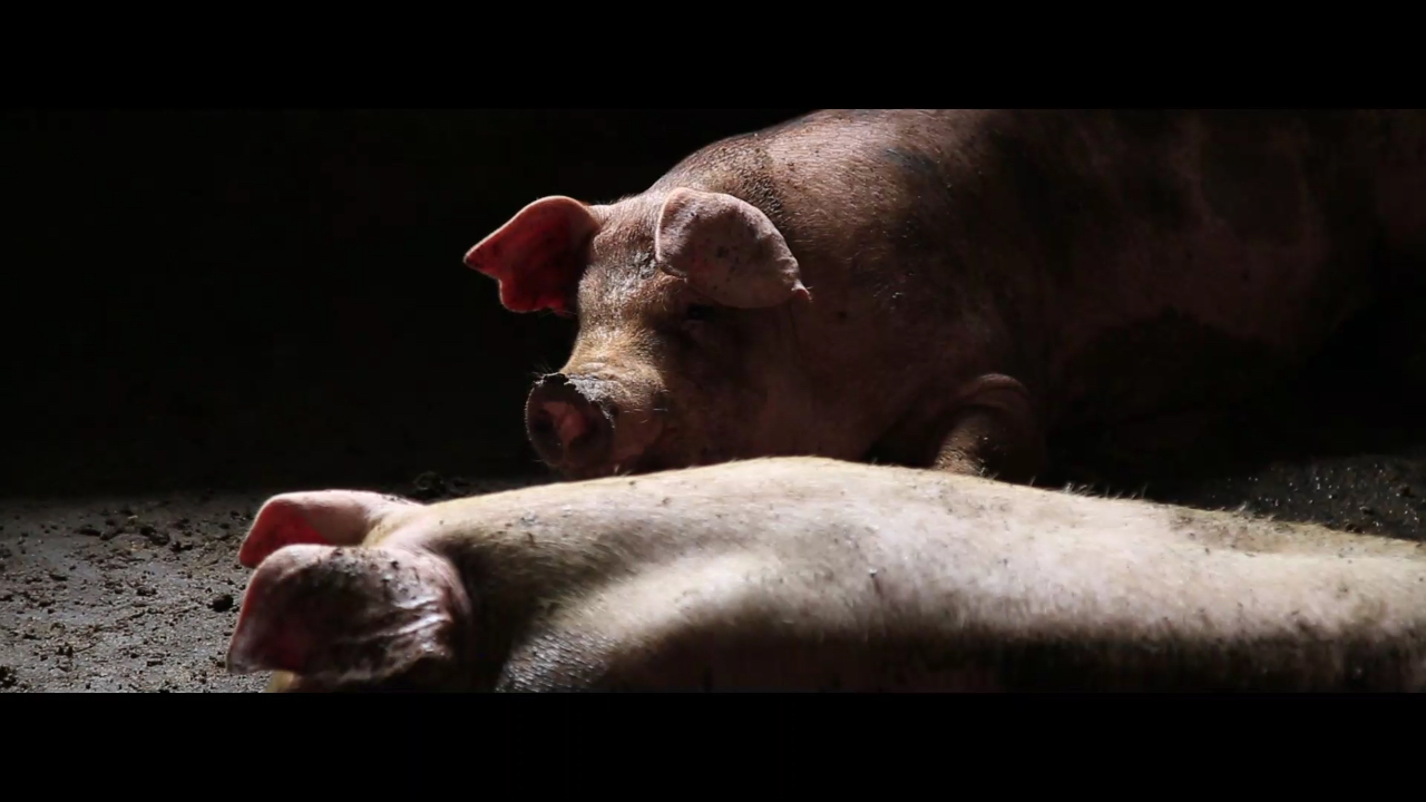 猪要吃要睡,人也是一日三餐