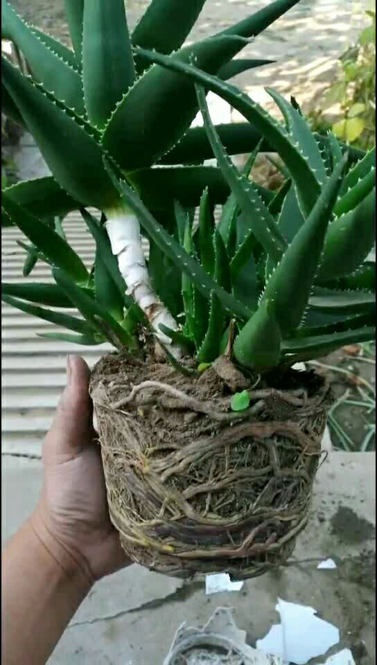 芦荟根系发达的,换个盆