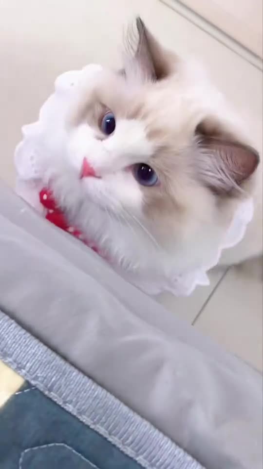 小猫咪姐姐,我可以到床上玩一会吗467