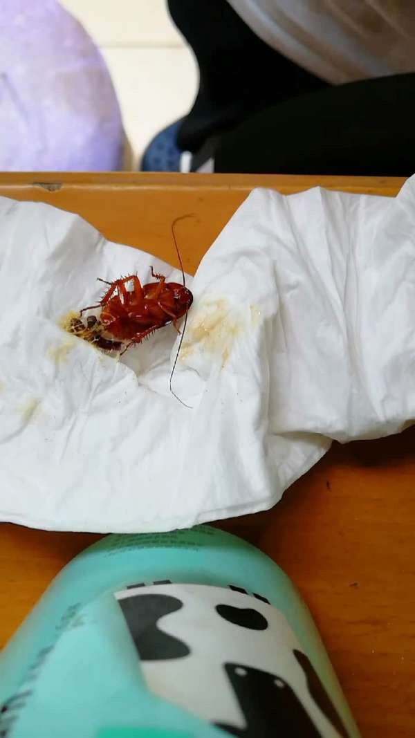 处决蟑螂,胆小勿入,恶心重口味