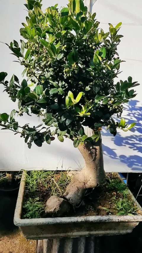 无刺枸骨盆景老桩