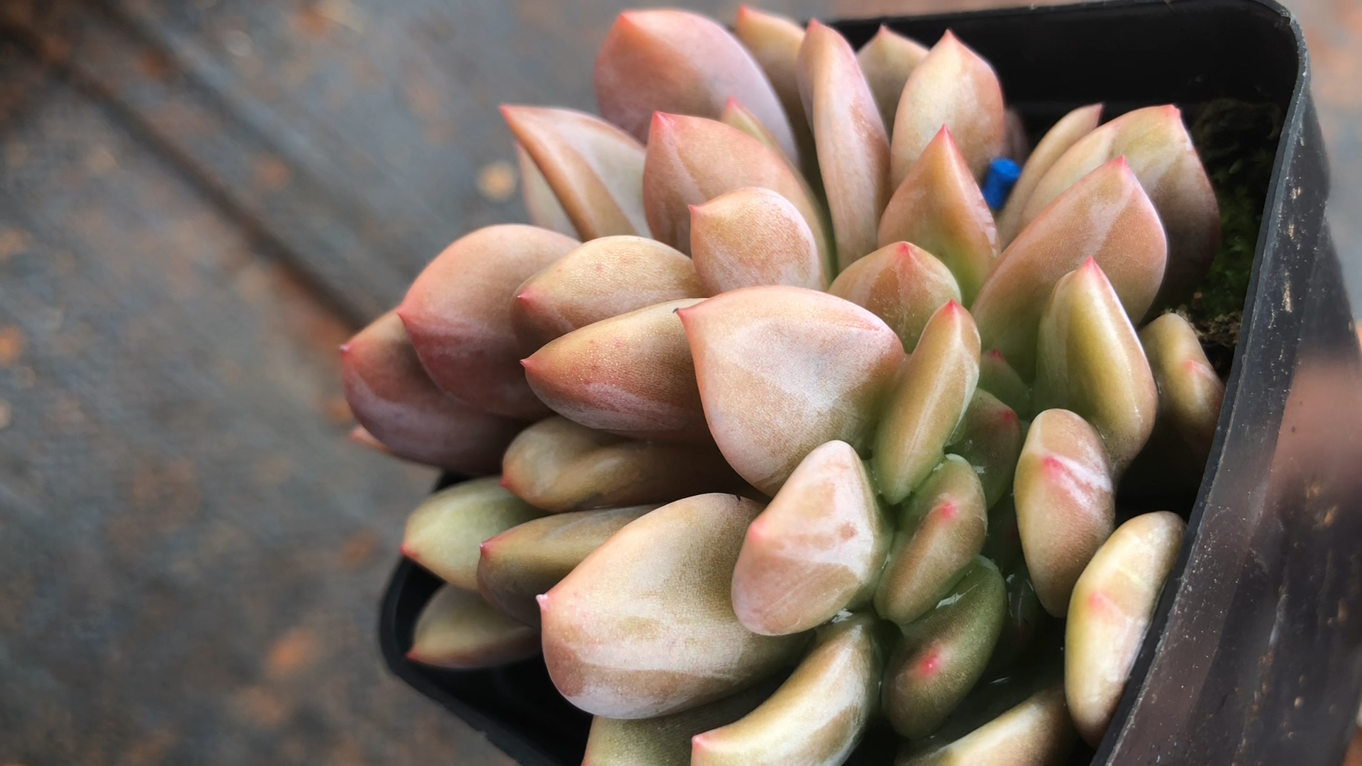 多肉#白夜香槟缀?大小约6cm 9892