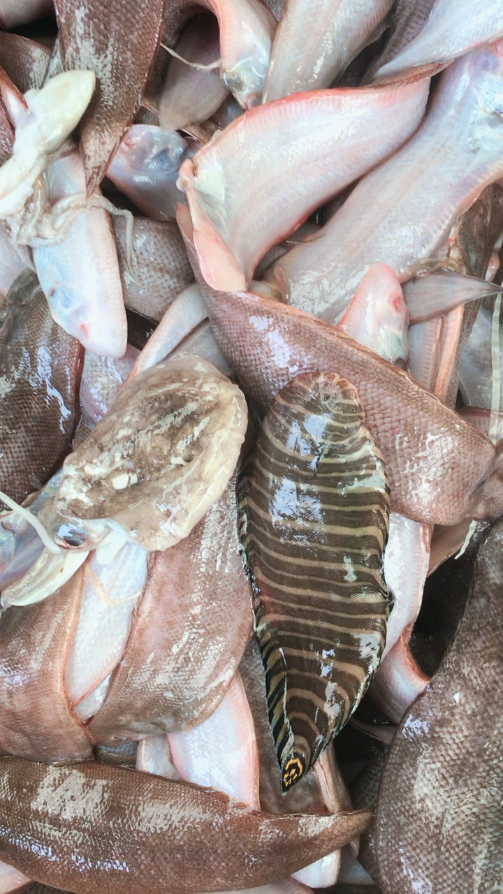 给你们洗洗海水澡,小水兔墨斗鱼也来凑热闹90