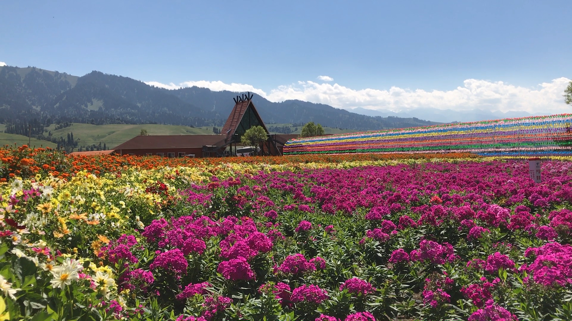 伊犁河谷的花海