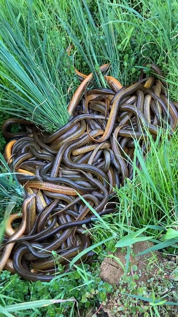 昨天晚上的收获,还不错叭!#户外抓鳝鱼