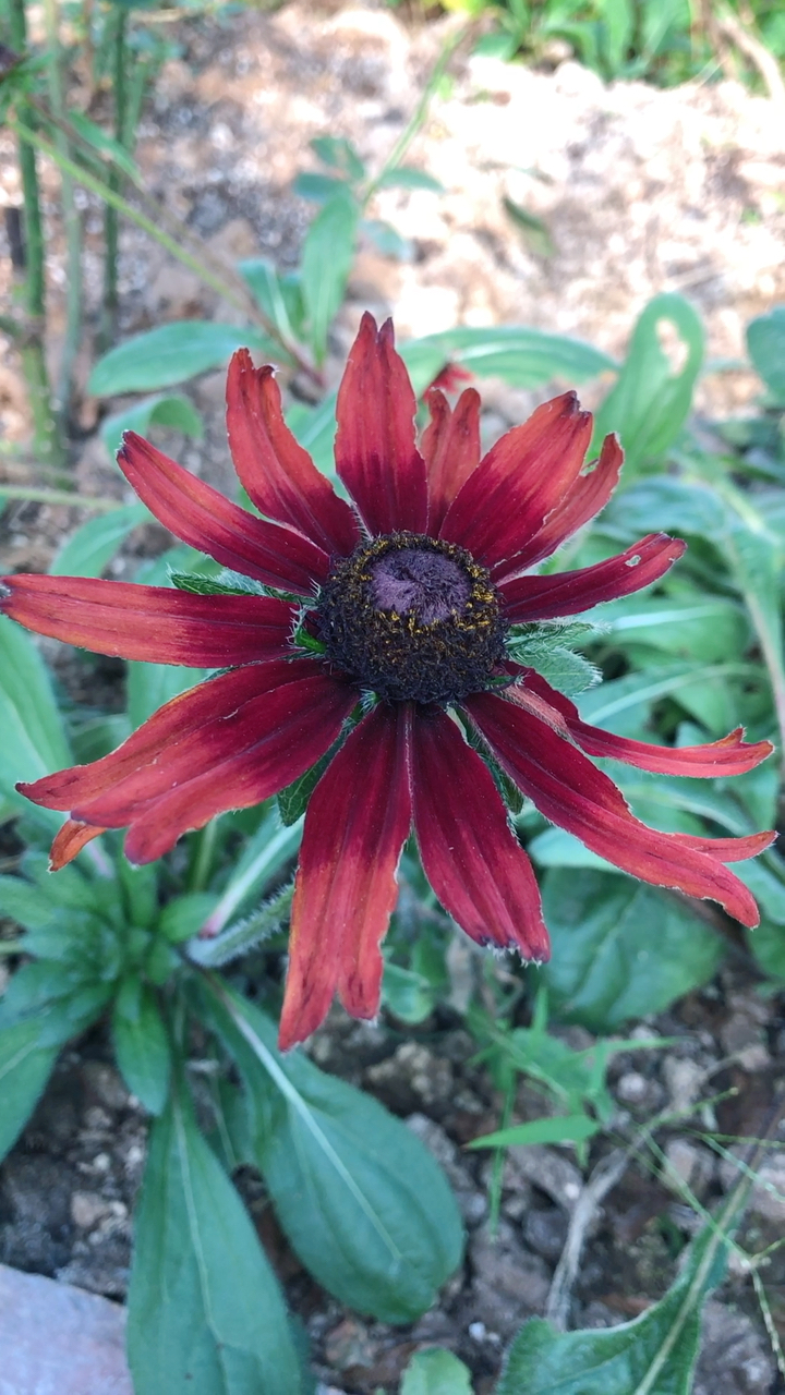 黑心菊 樱桃白兰地 一种让人沉醉的颜色