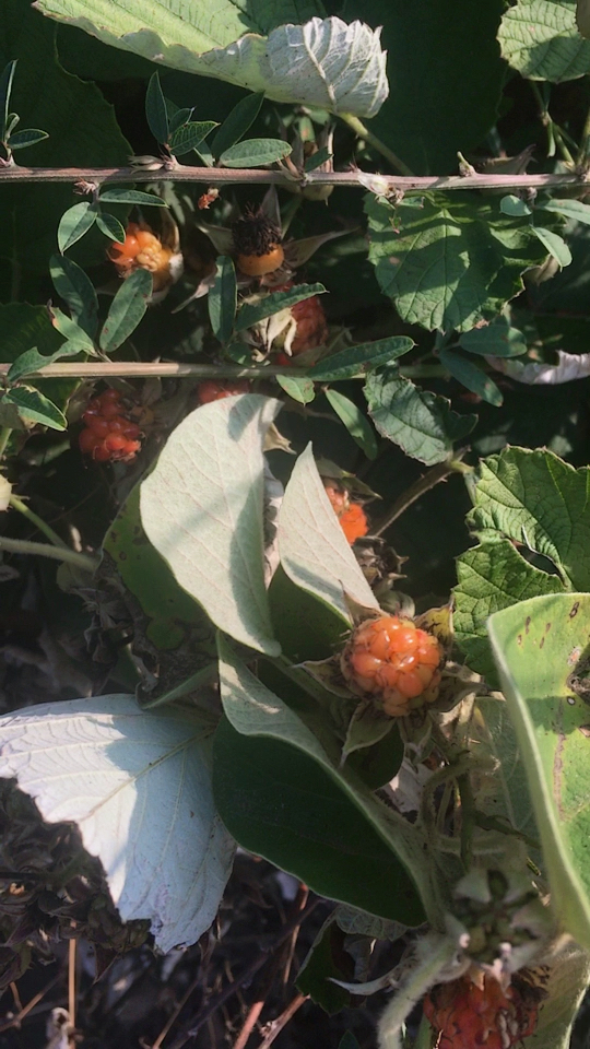 野生的草莓我们土话叫托盘