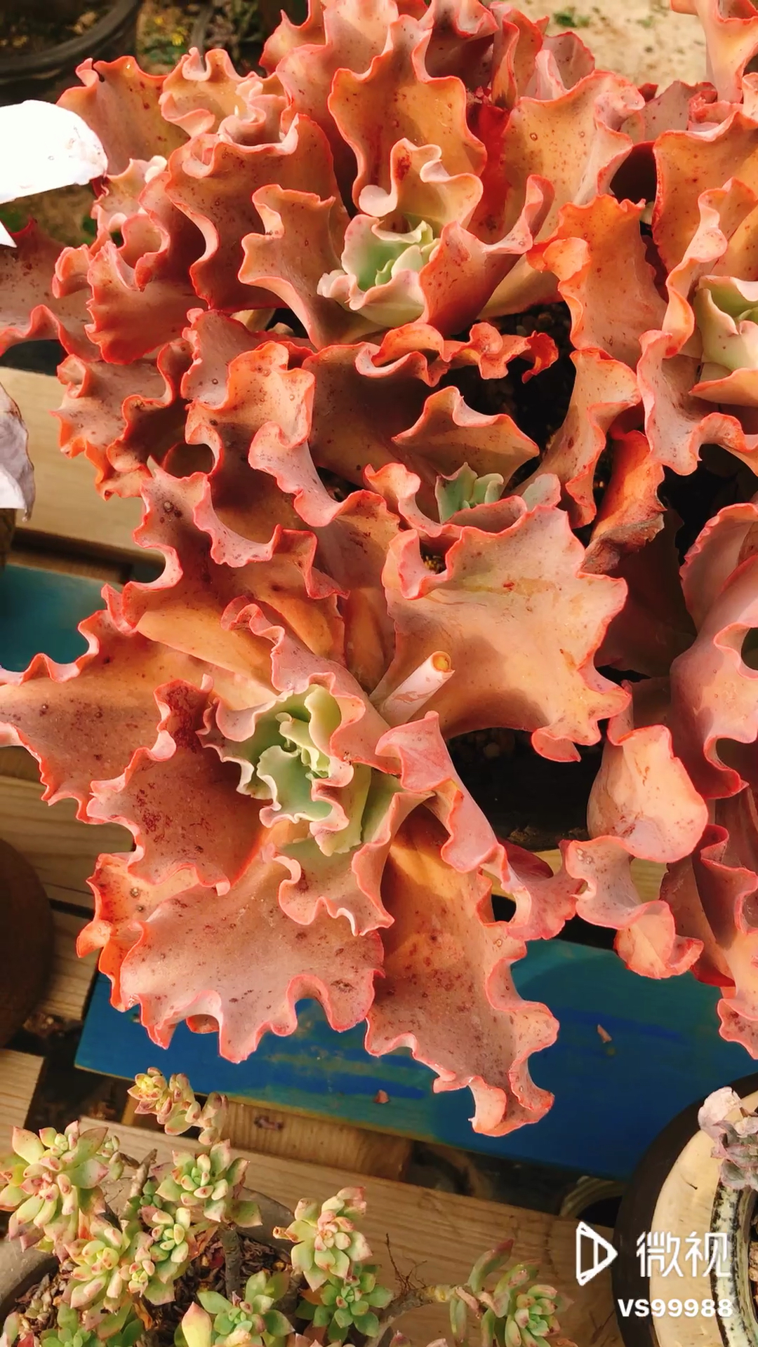 无砍头自然老桩 很难得啊,女王花笠!