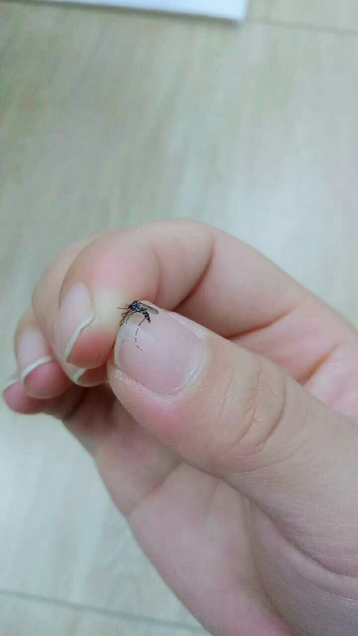 最毒辣的花斑蚊,咬一口下去肯定肿一个大包