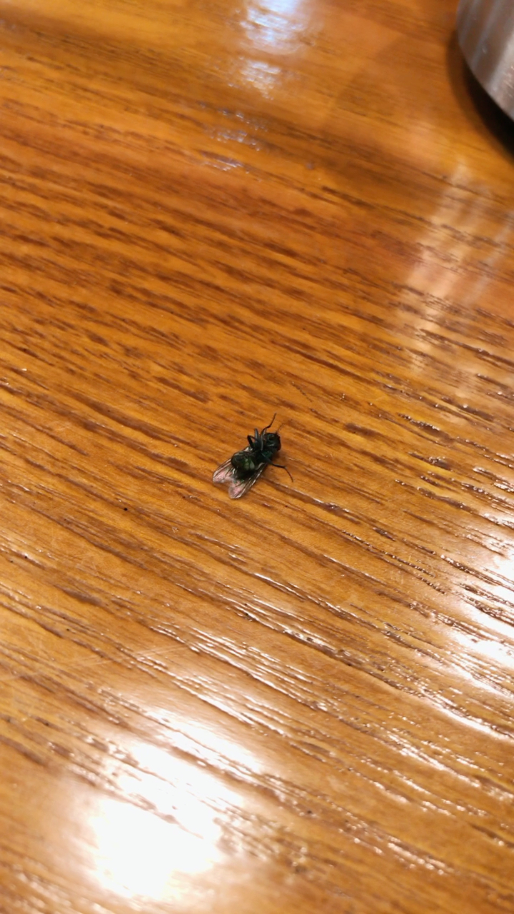 一只快死的苍蝇90