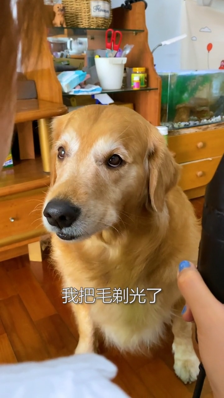 熊孩子大壮果然是死性不改啊,你这身毛还是给我剃了吧#萌宠#金毛