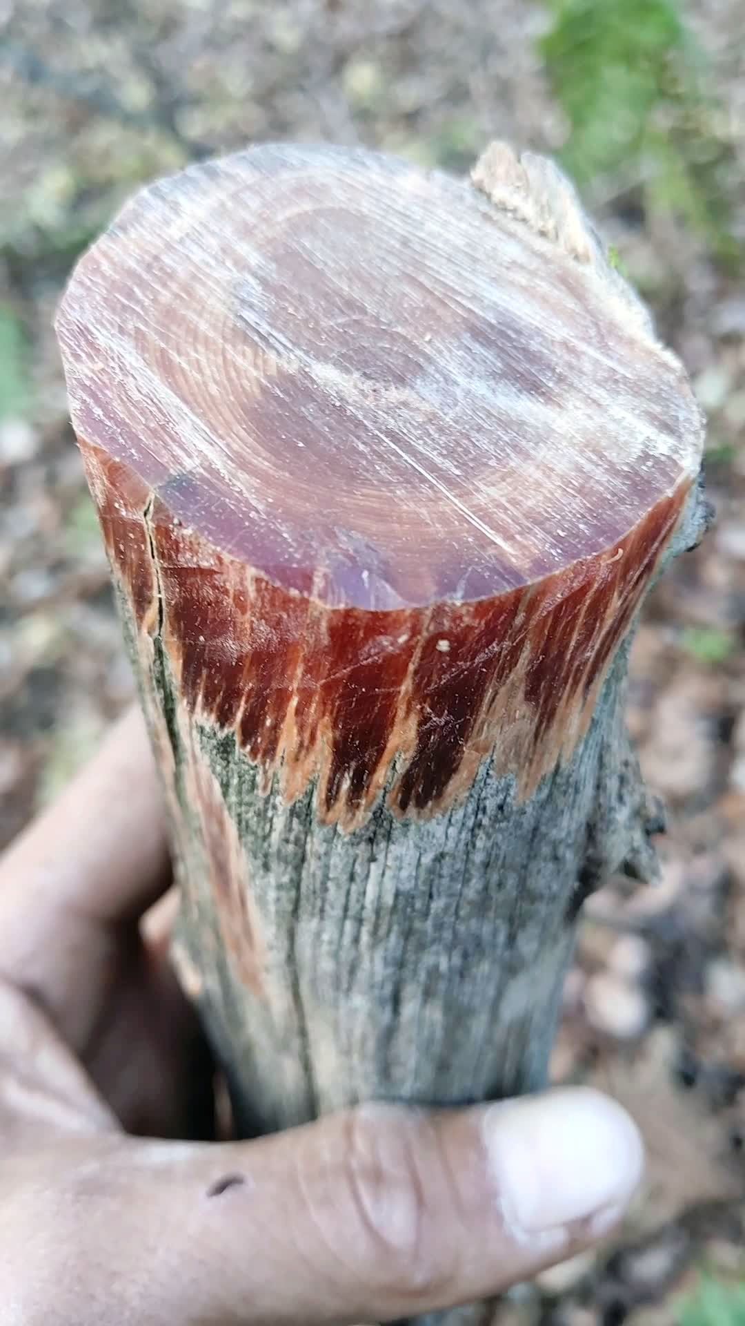 琥珀木手串原料