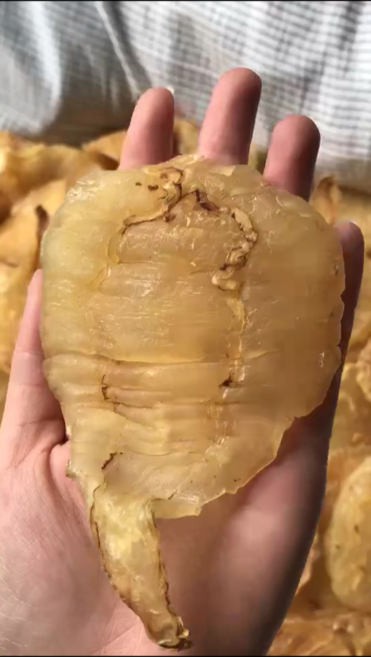 12头双牙鱼胶97改善肠胃消化吸收能力,增强体质,促进儿童大脑发育