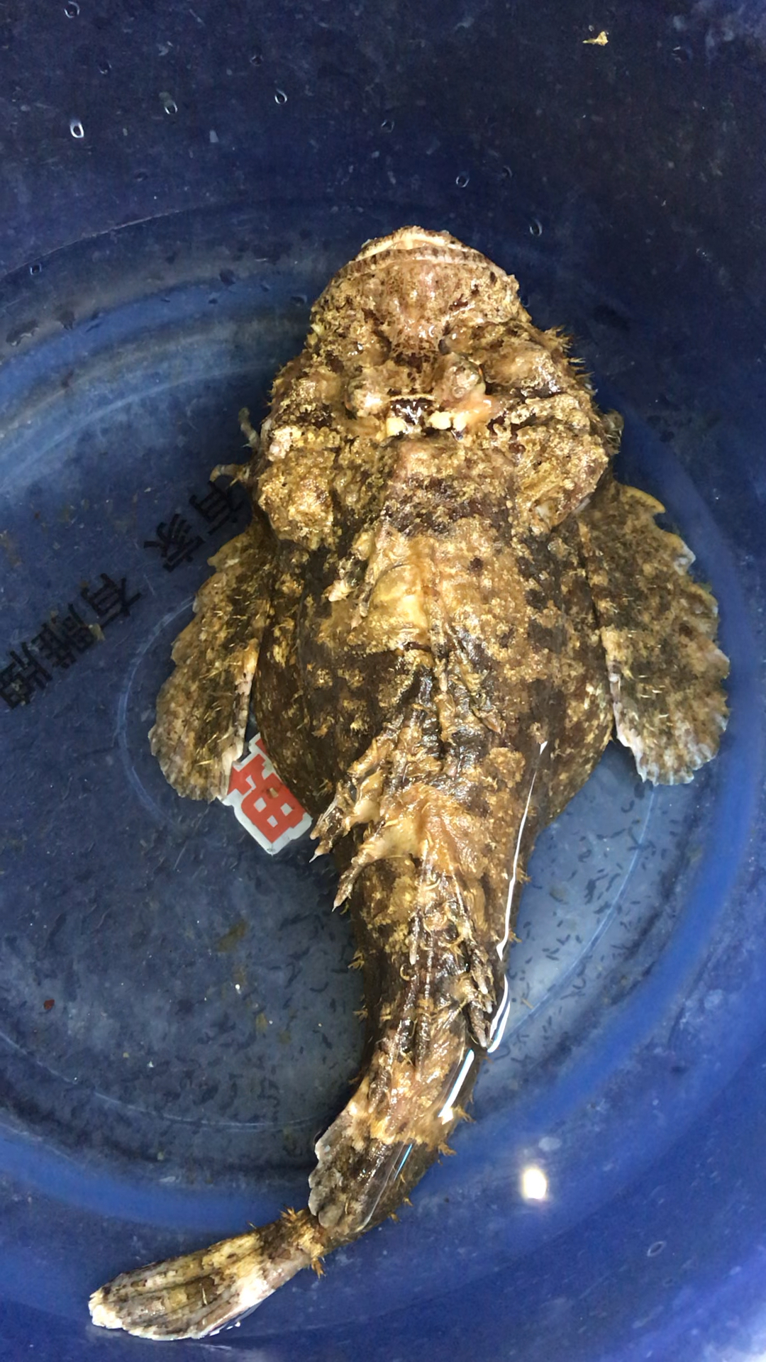 斤级大虎鱼.了解一下! 拍摄不好,仅供参考.