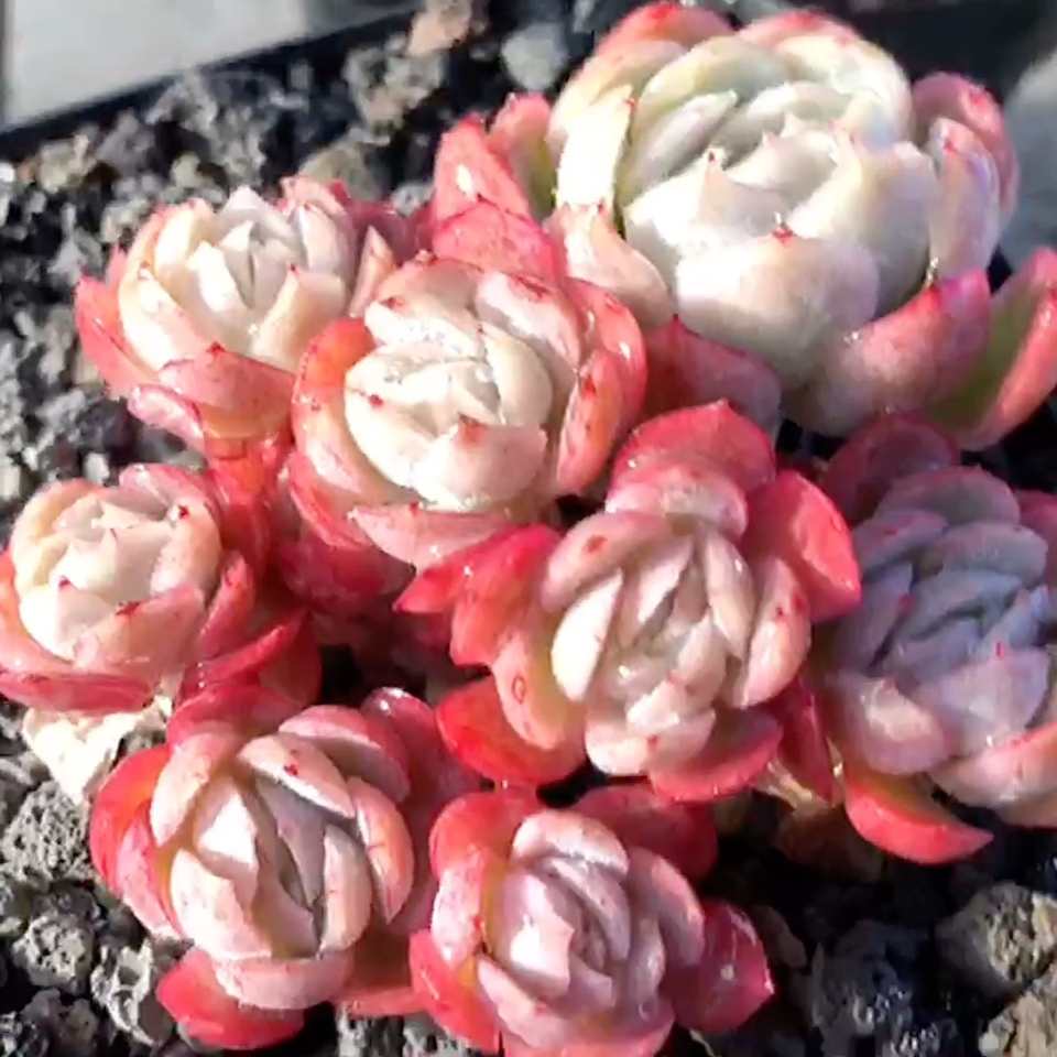 双子贝瑞群生,多肉植物