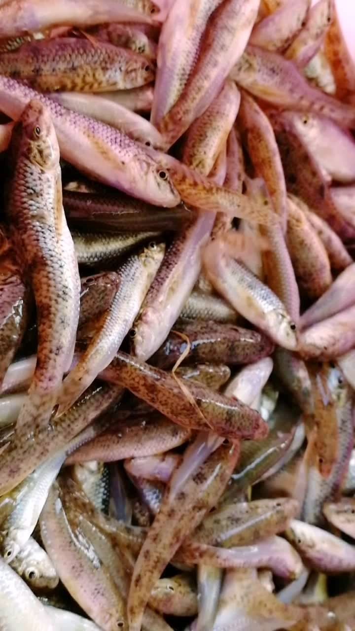 放田捉来的小杂鱼,不知道叫什么名字,性子温顺,故意放到田里养殖,肉质