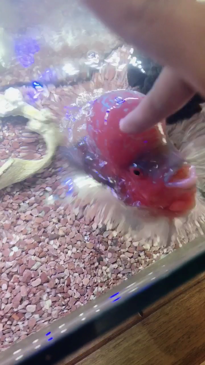 解锁新技能:一名成功的训鱼师～鱼儿比狗狗还听话