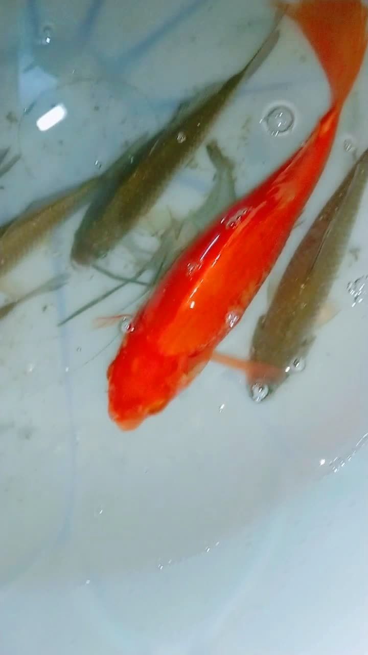 邻居刚钓的小金鱼漂亮吧99