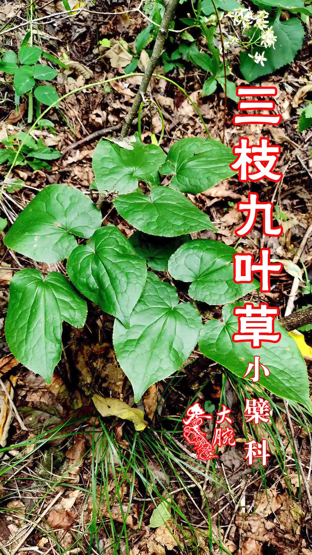 三枝九叶草,学名淫羊藿.