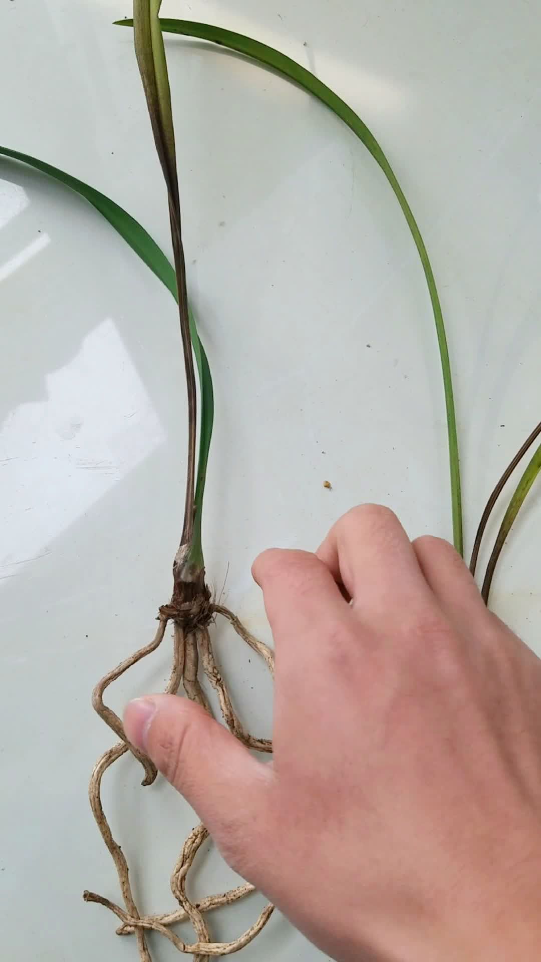 兰花茎腐病识别,茎腐病为真菌性病害,表现假鳞茎干瘪,兰株由下往上