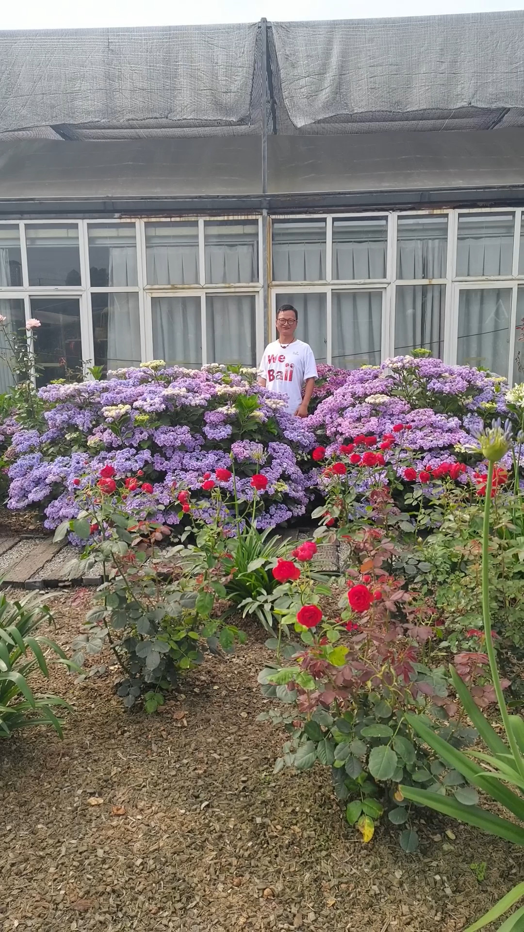 2.5米直径的大花绣球,这个可以有