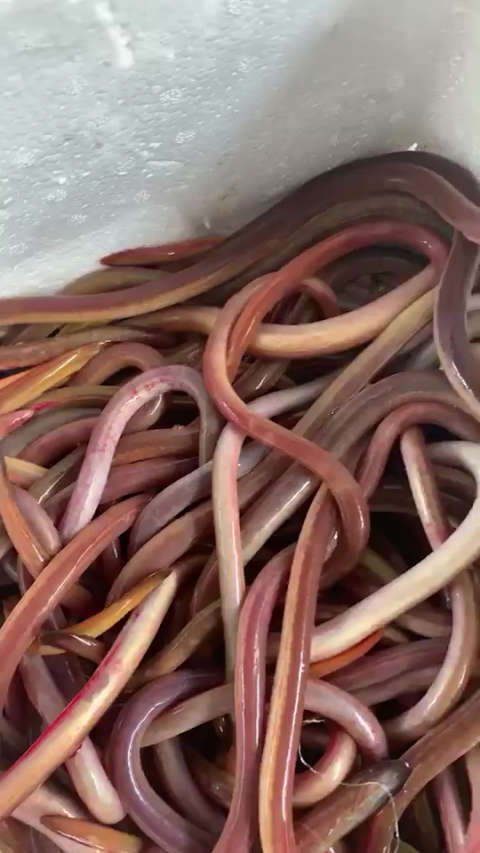 进入秋冬～食补～多吃点血鳗～大补