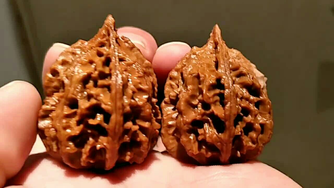 秦岭异形小秋子