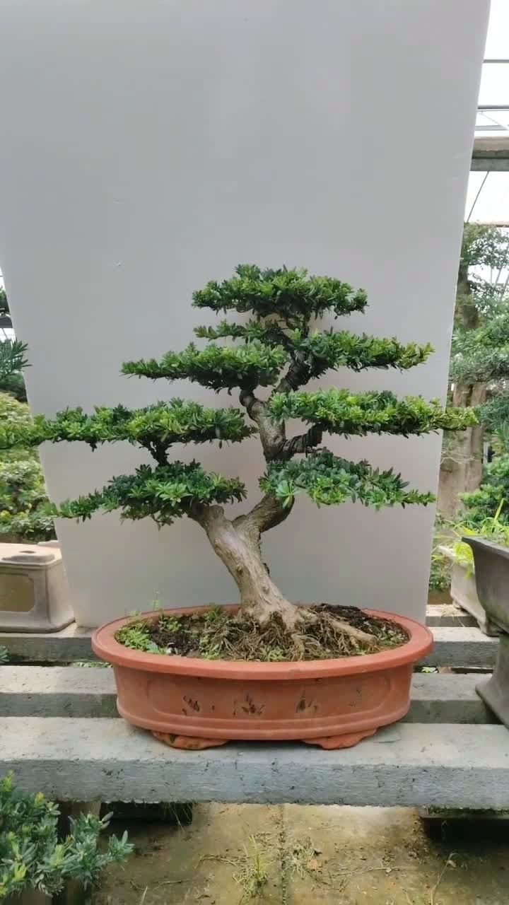 珍珠罗汉松盆景老桩