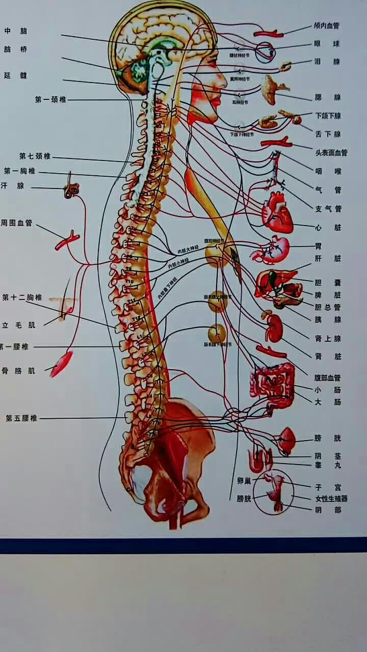 脊柱错位压迫神经与脏器的关系