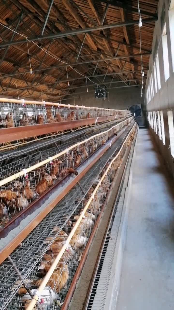 现代化鸡舍94