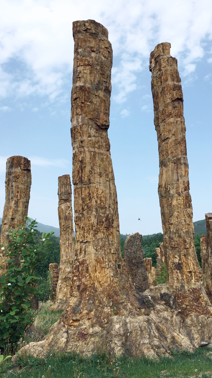 本溪水洞硅化木王国,这里有世界上最高的硅化木王