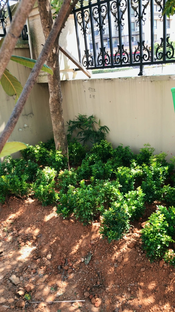 炎炎烈日之下种95