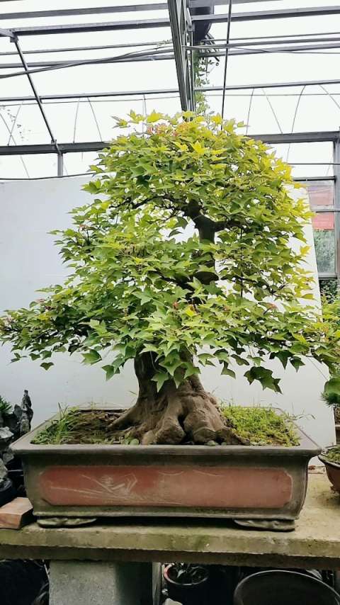 三角枫盆景老桩