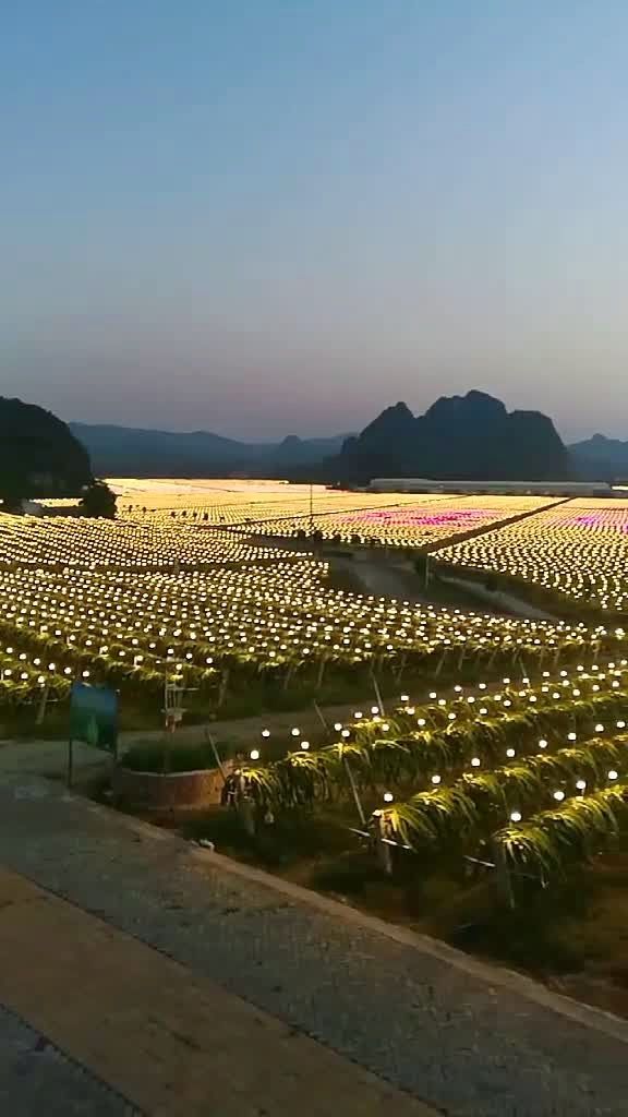 南宁火龙果基地,晚上用灯光催照