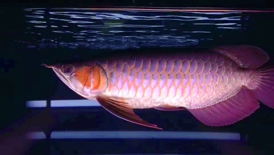 道荷红龙气势磅礴