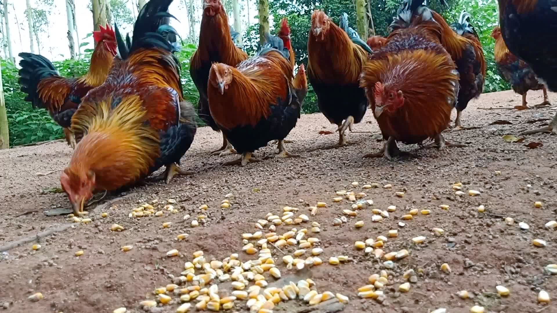 大阉鸡,正宗清远产,吃玉米和谷子.中秋节送礼佳品.