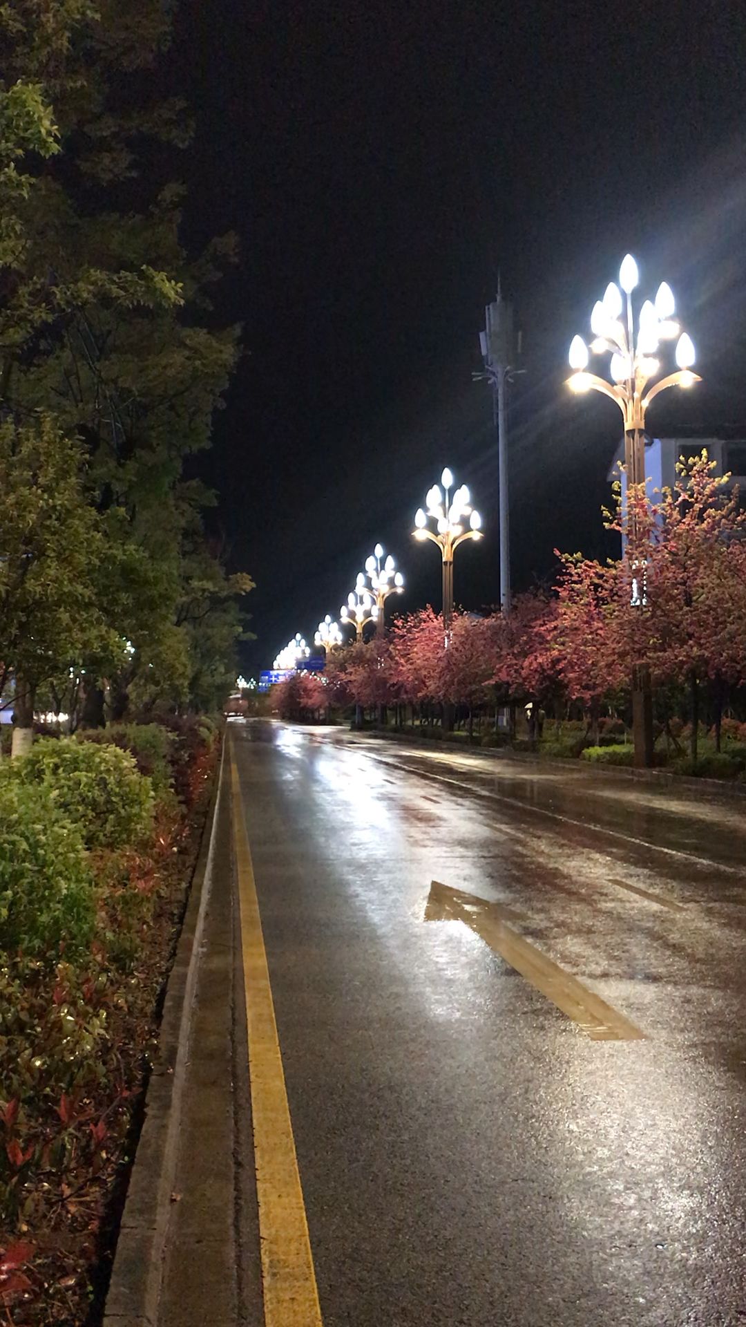 麗江櫻花大道:我喜歡夜晚雨後的街道