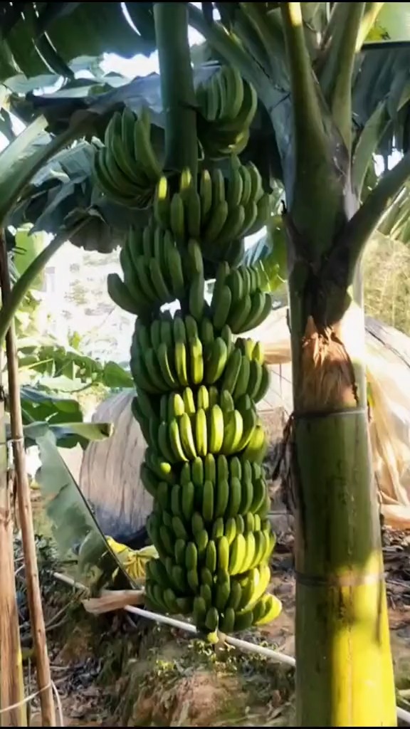 香蕉王,中蕉九号,单棵果实可重达200斤.