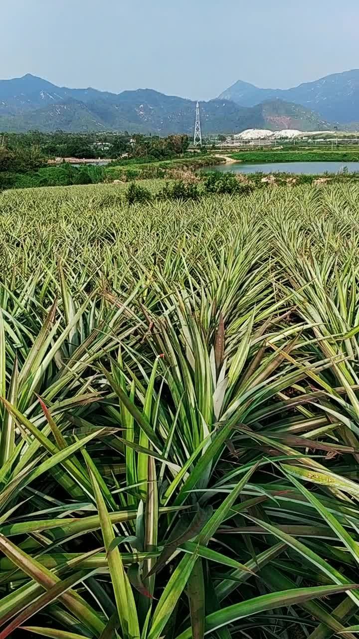 金钻凤梨2017年9月份种植,满一年了,施行人工催花掛果,2019年5月份