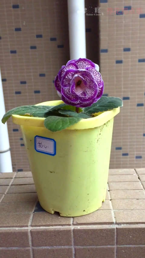 每日一花 大岩桐甜心