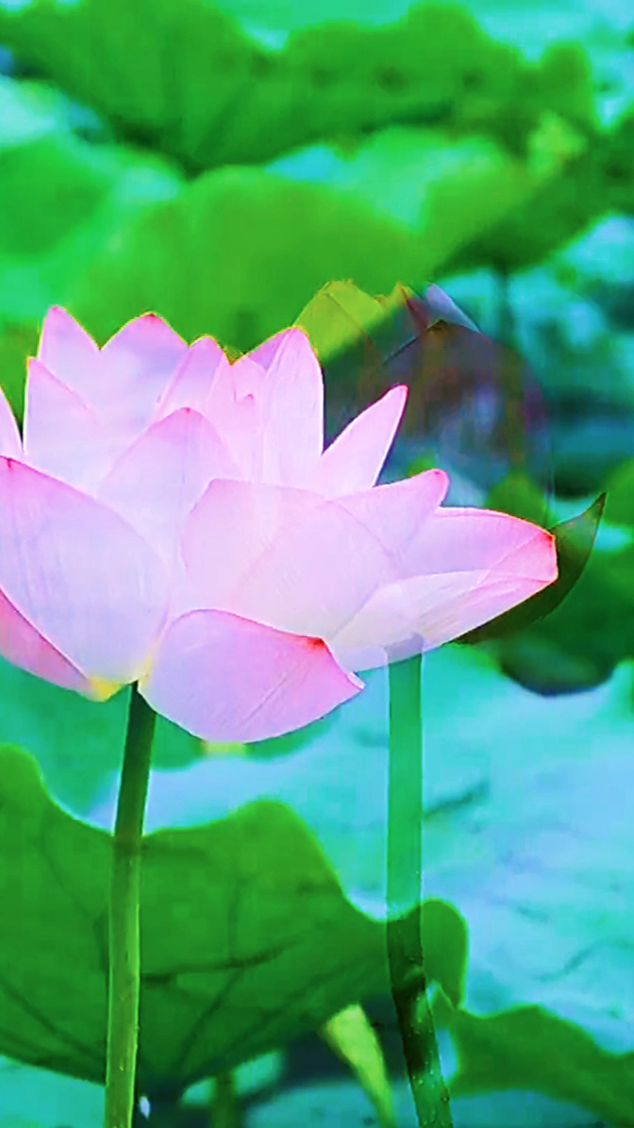 美丽的夏天一到,成千上万的荷叶中,无数朵漂亮的缓缓盛开,就像一幅画