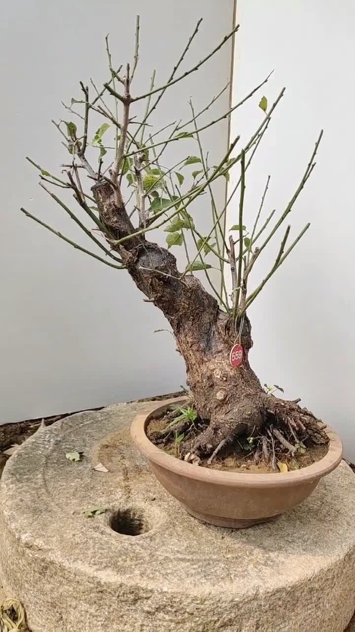 原生红梅盆景老桩