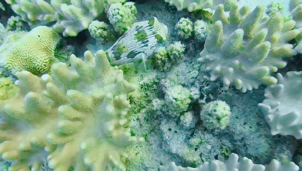 海底遇到可爱的小刺豚!