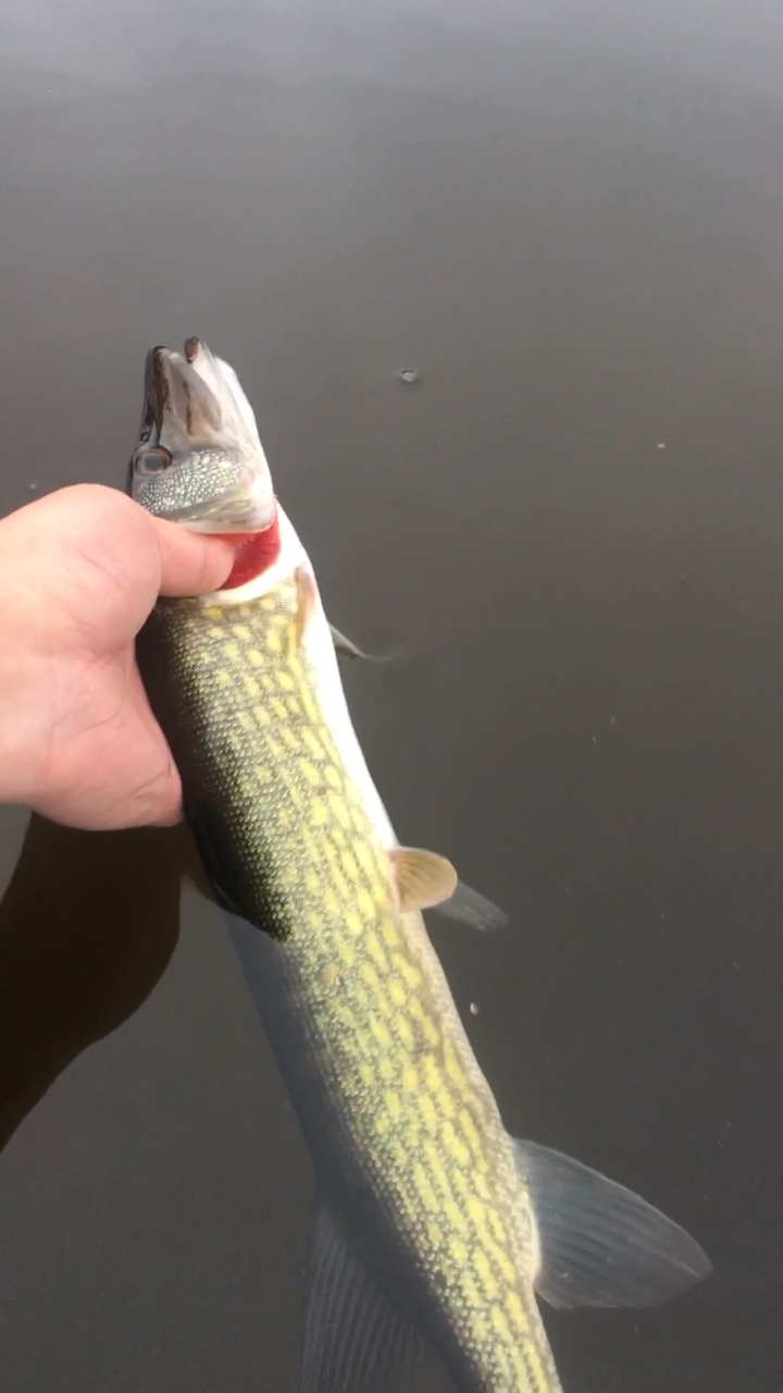 断舌抽停饵路亚北美狗鱼