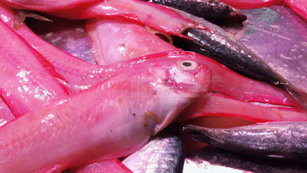 比如俗称的红带鱼,印度棘红刀鱼,又名红莲仔,属赤刀鱼科.