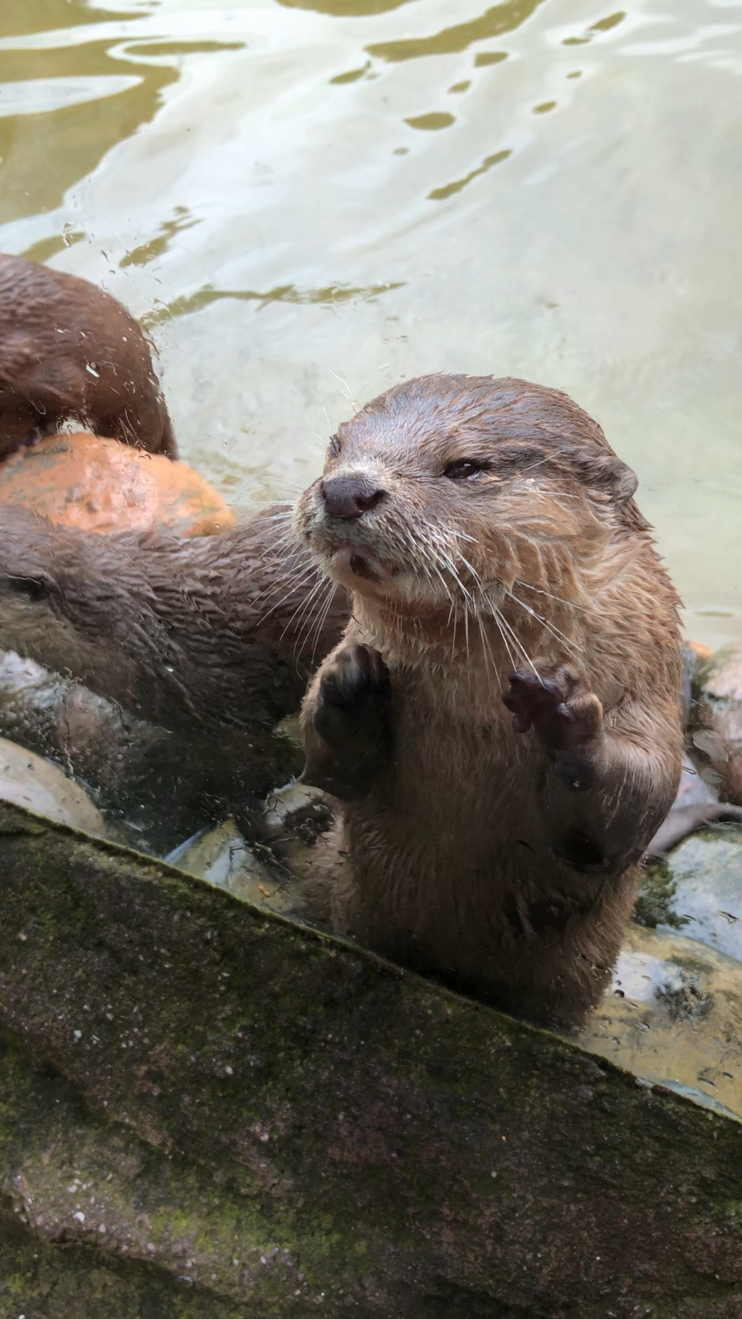 超可爱的水獭 看着就想起了海草舞～可爱可爱!